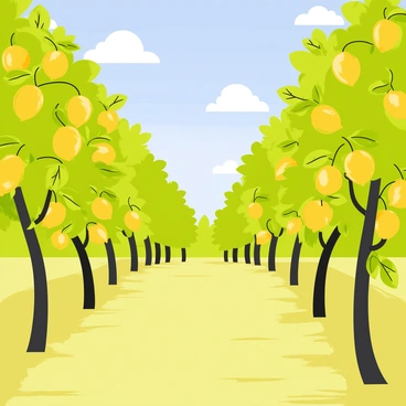A lemon grove with numerous trees, each filled with bright green leaves. The trees are heavy with ripe yellow lemons hanging from their branches. The sky above is bright blue, with a few fluffy white clouds scattered throughout. Sunlight bathes the grove, casting soft shadows on the ground. The scene is vibrant, showcasing the lushness of the grove and the abundance of ripe fruit.