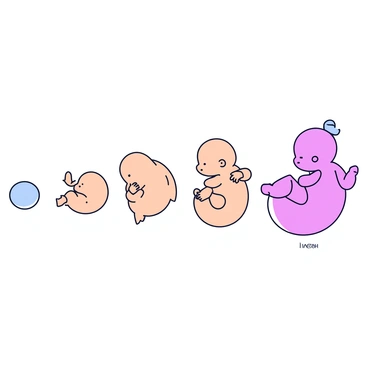 A series of images illustrating the growth stages of a baby in the womb from conception to birth. The first image shows a single fertilized egg, a tiny sphere, floating in a smooth, soft environment. The second image depicts the embryo at about six weeks, with a small, curved shape and visible features like a heart and tiny limb buds forming. The third image presents the fetus at twelve weeks, displaying a more defined body structure and recognizable head shape. The fourth image captures the fetus at twenty weeks, highlighting the developed limbs and facial features, with a peaceful posture. The final image features a fully developed baby, curled up in the womb, ready for birth, with details like hair and fully formed features visible. Each stage is presented with clear labeling and a soft color palette.