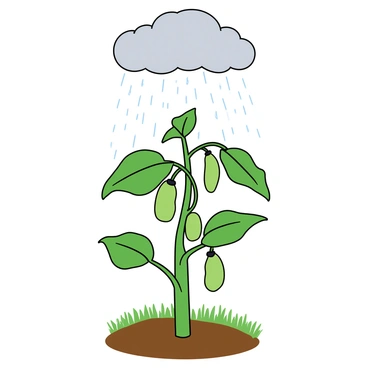 A vibrant green bean plant with broad leaves, each glistening with raindrops, stands tall amidst a small patch of rich brown soil. The plant has several young beans hanging from its branches, showcasing their bright green color. Above, a light gray cloud releases a gentle rain shower, with delicate droplets cascading down. The background includes soft hints of grass, creating a lively outdoor scene filled with freshness.