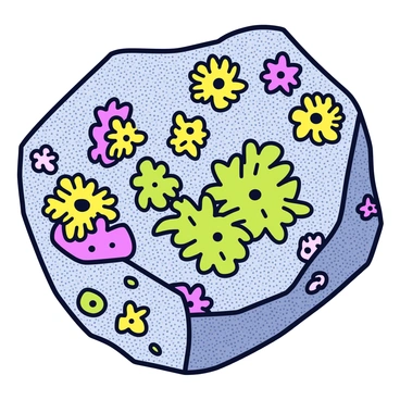 A close-up view of textured rocky surface covered with various colorful lichens. The lichens display a range of colors including bright greens, yellows, and purples, creating a vibrant contrast against the grayish rock. The intricate patterns and shapes of the lichens illustrate their unique characteristics. Sunlight highlights the moisture on the rock, enhancing the brightness of the lichens and emphasizing their role as the first colonizers in a natural landscape.