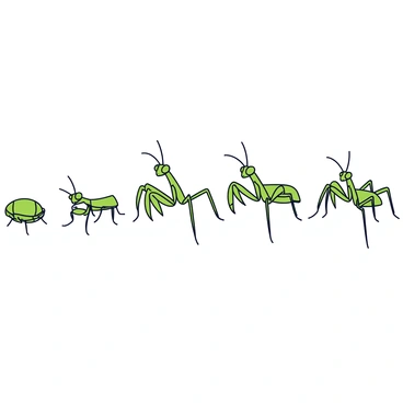A series of illustrations depicting the transformation sequence of a mantis from nymph to adult. The first illustration shows a young mantis nymph, which is small and green, with a slender body and large, prominent eyes. The second illustration features the nymph as it undergoes its first molt, shedding its outer exoskeleton, revealing a slightly larger and more developed green mantis. The third illustration captures the mantis in a later stage of development, with elongated limbs and a more defined shape, showcasing its growing wings. The final illustration presents the fully grown adult mantis, featuring vibrant green coloration, fully formed wings, and distinctive elongated limbs with a poised stance, ready to hunt. Each illustration clearly shows the progression in size and features from one stage to the next.