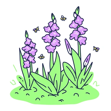 Gladiolus