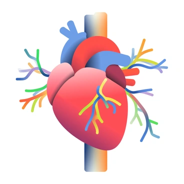A detailed illustration of a human heart with highlighted arteries in vibrant colors