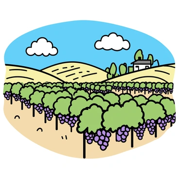 An expansive Italian vineyard, showcasing neat rows of green grapevines stretching across rolling hills. The grapevines are laden with clusters of ripe grapes in various shades of purple and green. A bright blue sky overhead features a few fluffy white clouds. The sunlight casts distinct shadows on the ground, highlighting the earthy tones of the soil. In the distance, there are gentle slopes leading to a charming farmhouse surrounded by trees.