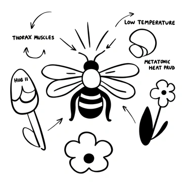 A detailed diagram illustrating the process of how bumblebees regulate their body temperature. The focal point is a bumblebee in the center, with its wings spread and body depicted in a side view. Lines or arrows indicate the flow of air around its body. Annotations highlight key features such as "thorax muscles" and "metabolic heat production." Surrounding the bee, there are symbolic representations of environmental factors such as "high temperatures" and "low temperatures," with shaded areas showing contrasting temperature zones. Additional elements include a flower nearby, emphasizing the bumblebee's habitat and role in pollination.