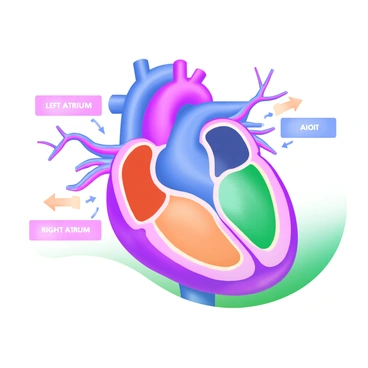 A detailed cross-sectional view of the human heart, showcasing the four chambers: the left atrium, left ventricle, right atrium, and right ventricle. Each chamber is clearly labeled in bold, contrasting colors, such as red for the left side and blue for the right side. Arteries are illustrated extending from the heart, including the aorta and pulmonary arteries, with arrows indicating blood flow. The background is a soft pastel color to enhance the visibility of the heart's structure and labels.