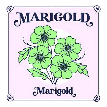 An album cover design prominently features marigold flowers. In the center, there are multiple marigold blossoms with intricate petal details, arranged in a circular pattern. Surrounding the flowers, there are green leaves that add texture to the design. The background is a subtle gradient, enhancing the focus on the marigolds. At the top, the title is displayed in large, bold letters, while the artist's name appears at the bottom in smaller text. Both texts are framed by decorative flourishes that complement the marigold theme.