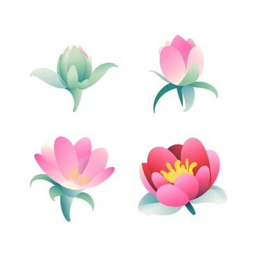 A series of four illustrations shows the progression of a flower opening from bud to full bloom. The first illustration features a tightly closed bud with green sepals and soft petals starting to emerge. The second illustration depicts the bud partially open, with delicate pink petals beginning to unfurl and reveal a glimpse of the inner structure. The third illustration shows the flower nearly fully open, showcasing vibrant pink petals that are spread wide, with the center filled with yellow stamens. The fourth illustration features the fully bloomed flower, with all petals fully extended, displaying rich details and a radiant yellow center, set against a muted green background.