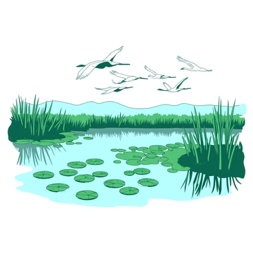 A vast wetland marsh is filled with green lily pads scattered across the reflective water surface. Tall, slender reeds sway gently along the edges of the marsh. In the distance, a flock of white cranes is taking flight, their wings spread wide against the sky. The cranes are soaring gracefully, creating a sense of movement above the tranquil setting of the marsh. The scene captures the natural beauty and vibrant life of the wetland ecosystem.