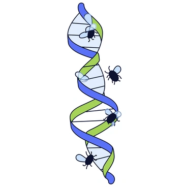 A DNA strand with a twisting double helix structure made of blue and green segments. Integrated into the helix are several miniature fruit flies, each detailed with black bodies and transparent wings. The fruit flies are positioned at various intervals along the DNA, creating an interesting contrast between the genetic structure and the insects. The background is a simple, light color to emphasize the DNA strand and the fruit flies.
