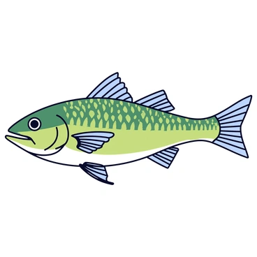 Sea bass
