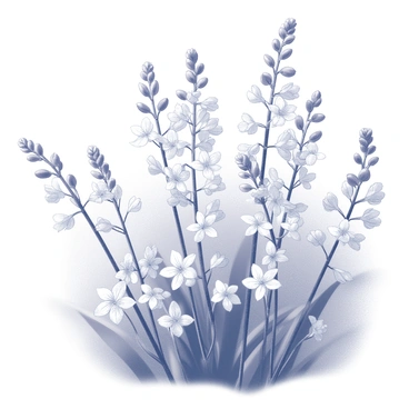 Larkspur