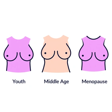 An illustration depicting breast anatomy at three distinct stages: youth, middle age, and menopause. At the youth stage, the breasts are full and firm, with a smooth skin texture and a youthful appearance. The middle age stage shows a slight sagging and softer texture, with some definition loss. The menopause stage highlights more pronounced sagging and a reduction in volume, with visible changes in skin elasticity. Each stage is clearly labeled, and the anatomical details are simplified for clarity.