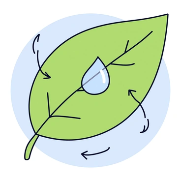 A raindrop on a leaf with small arrows pointing upward to indicate evaporation