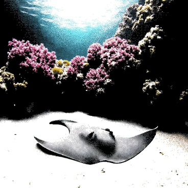 A stingray is resting on the sandy sea bottom. Its body is flat and wide, blending in with the surroundings. Around it, vibrant coral formations rise, showcasing intricate shapes and textures. The corals have various structures, some resembling branches, while others appear like mounds. Sunlight filters through the water above, creating a dappled effect on the sandy surface. The scene captures the natural habitat underwater, emphasizing the movements of the water and the peaceful coexistence of marine life.