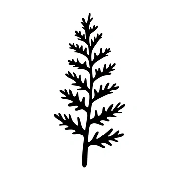 A single fern leaf displayed prominently in the center of the image. The leaf has intricate, feather-like fronds extending gracefully from a central stem. The background is plain and empty, emphasizing the delicate details of the fern's structure. The illustration highlights the contrasting shapes and textures of the leaf's segments, capturing its elegant form in a black-and-white composition.