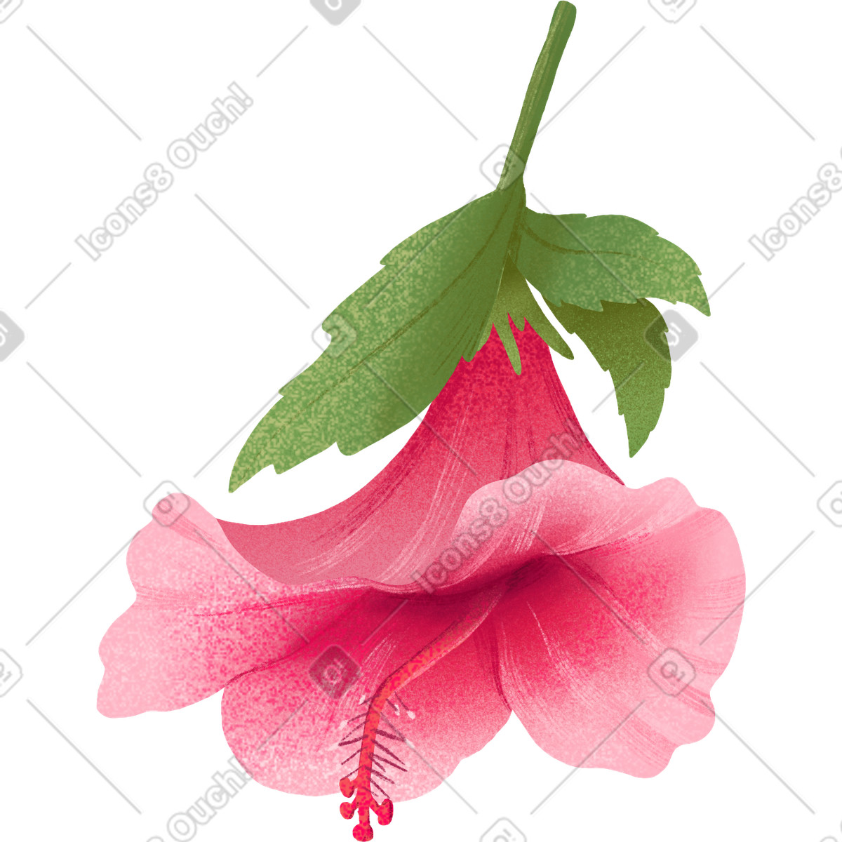Ilustração de Pink hibiscus flower with leaf em no estilo Floral para baixar em PNG, SVG