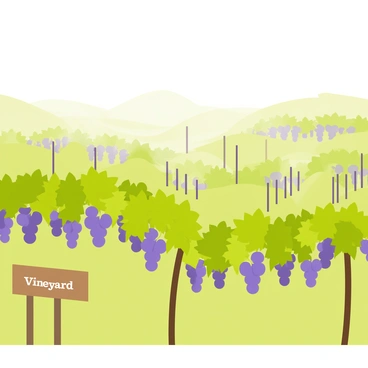 A vineyard enveloped in a mysterious morning fog