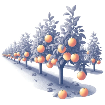 Clusters of oranges hanging from lush green vines in an orchard. The vines are intertwined, with a rich texture visible on the leaves. The oranges are round and full, with their glossy surfaces reflecting light. The orchard is neatly arranged, with rows of vines stretching into the distance. A sense of abundance is conveyed by the numerous ripe oranges clustered together. The ground is covered with leaves and fallen fruit, suggesting a fruitful harvest.