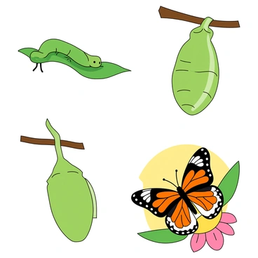 A series of four frames depicting the visual stages of a butterfly's transformation. The first frame shows a small green caterpillar with tiny legs crawling on a vibrant green leaf. The second frame illustrates the caterpillar suspended upside down, beginning to form a chrysalis around itself, with its body partially tucked in. The third frame showcases the chrysalis, which is a shiny green shell with slight textures, hanging from a branch. The final frame presents a fully developed butterfly, its wings spread wide in brilliant colors of orange, black, and white, with delicate patterns, perched on a flower with a sunny background.