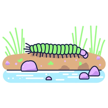 A centipede is crawling along a muddy riverbank. The centipede has numerous legs extending from its elongated body, showcasing its distinct segments. The muddy ground is textured with wet soil and small pebbles, indicating the path it traverses. There are patches of grass growing at the riverbank, and the water of the river flows gently beside it. The river is lined with a few rocks partially submerged, while small ripples are visible on the surface, reflecting the environment around it.