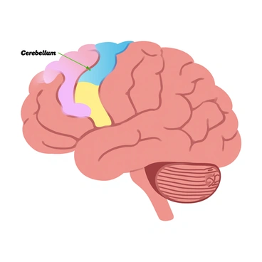 A detailed view of a human brain with vibrant colors illustrating different regions. The cerebrum is prominently displayed, showcasing its large, folded surface with distinct lobes, while the cerebellum is located at the back, featuring its smaller, rounded structure. Lines and labels indicate various parts, enhancing the educational aspect of the image. The overall background uses soft gradient pastel colors to emphasize the brain's intricate anatomy.