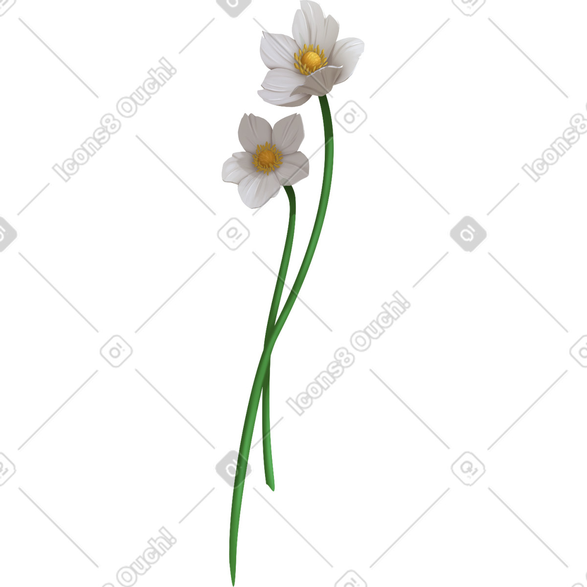 下载 Props 风格的 Two snowdrop anemone flowers 插画，支持 PNG、SVG 格式