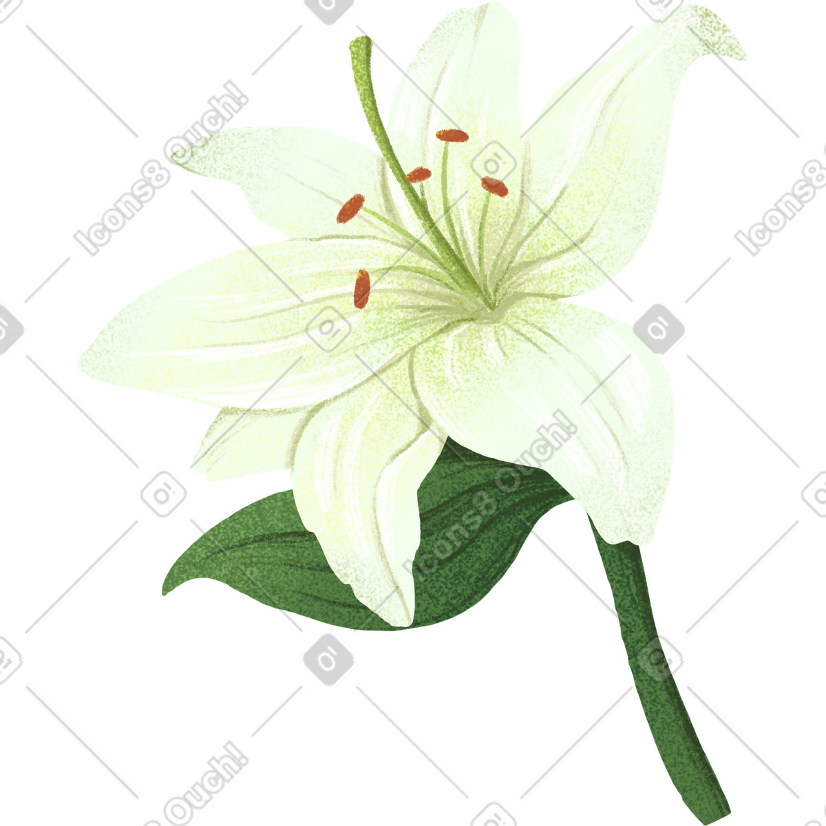 Ilustración White lily with a greenish tint and leaf en estilo Floral descargar en PNG y SVG