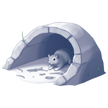 An underground burrow with a tunnel structure. The walls are composed of compacted soil with various textures. The floor is covered with a layer of dried grass and scattered twigs, creating a natural bedding area. The entrance to the burrow is partially visible, framed by the earthy edges. Small clumps of grass protrude from the ground, adding to the organic feel of the space. The overall atmosphere is cozy and snug, indicative of the habitat of a shrew.