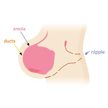 A cartoon-style illustration of a human nipple anatomy. The nipple is depicted in a soft pink tone with surrounding skin in a light beige hue. Detailed labels point to various parts such as "areola," "ducts," and "nipple," using clear, colorful typography. The background is simple and unobtrusive, ensuring focus on the anatomical features. Each labeled section corresponds accurately to its anatomical location for educational purposes.