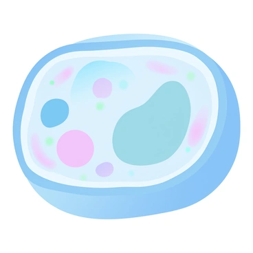 A plant cell is shown in the process of cytokinesis, with a developing cell plate forming in the center. The cell is surrounded by a rigid cell wall, showcasing its structure. The cytoplasm is visibly divided, with organelles like chloroplasts and a large central vacuole illustrated inside. The cell plate is depicted as a translucent layer, expanding outward and fusing with the existing cell wall. The background features gradient pastel colors that enhance the overall presentation of the plant cell's structure.