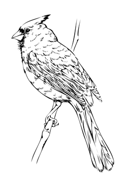 Иллюстрации Птица в PNG и SVG 