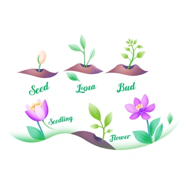 A series of four illustrations depicting the growth stages of a plant. The first illustration shows a small seed nestled in rich brown soil. In the second illustration, a green seedling with tiny leaves emerges from the soil. The third illustration features a taller plant with several leaves, displaying a budding flower. The final illustration showcases a fully bloomed flower with vibrant petals, surrounded by green leaves. Each stage is clearly labeled in elegant font with the words "Seed", "Seedling", "Bud", and "Flower".