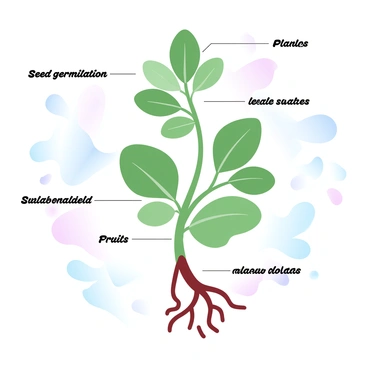 A detailed scientific diagram of a plant, showcasing its anatomy and growth stages. The diagram includes labeled sections highlighting the "roots," "stem," "leaves," "flowers," and "fruits." Each growth stage is represented in a sequential manner, from "seed germination" to "mature plant." The background features gradient pastel colors that gently transition to enhance the overall presentation of the diagram.