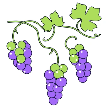 A detailed vector illustration of a grapevine with clusters of grapes hanging from twisting branches.