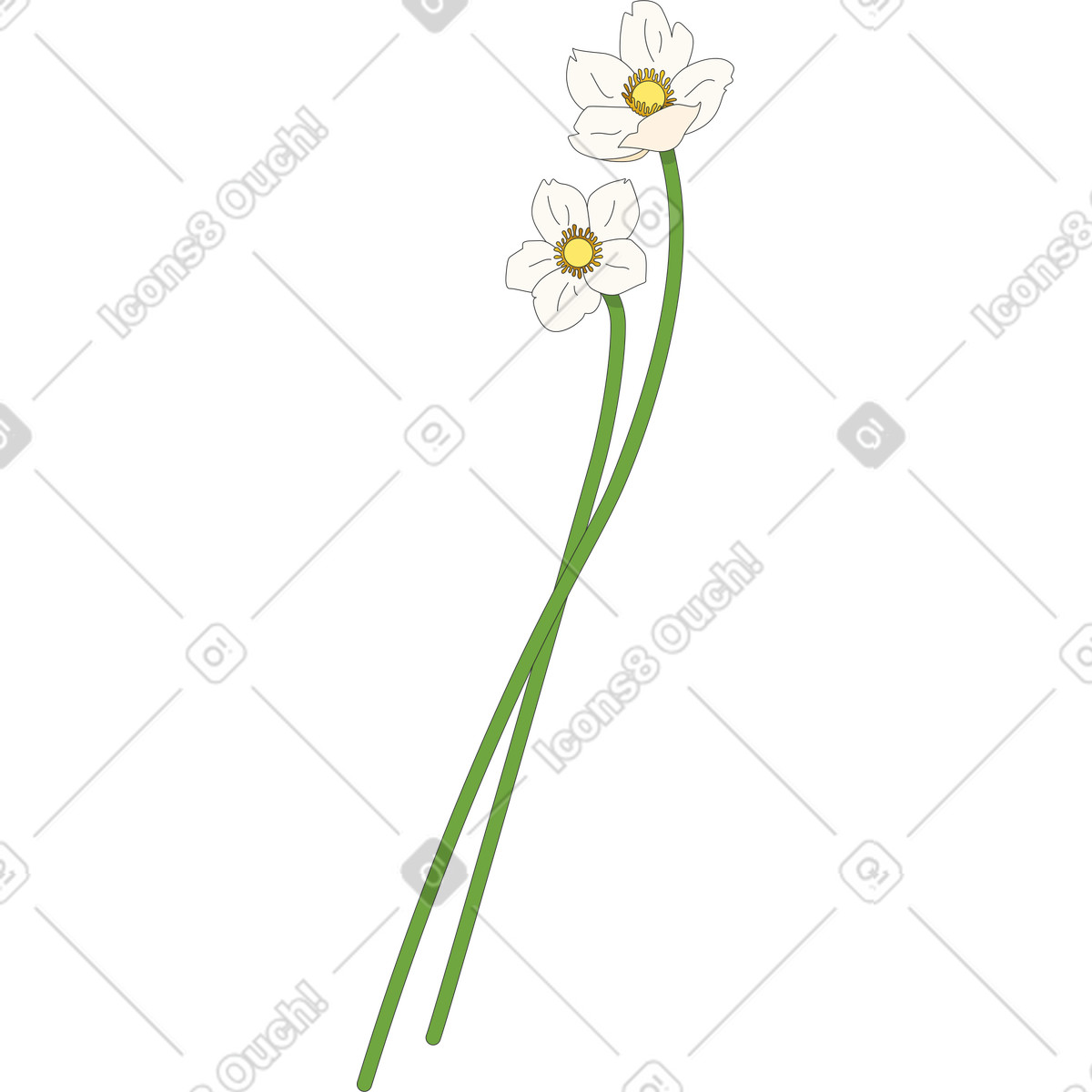 下载 Kit 风格的 两朵雪莲花海葵花 插画，支持 PNG、SVG 格式