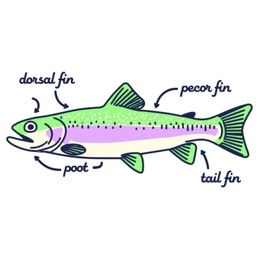 A vintage-style illustration of a "rainbow trout" is centered on the canvas. The fish is depicted with detailed scales, fins, and a vibrant coloration that includes distinct markings. Surrounding the trout, there are annotations pointing to various parts of the fish, such as the "dorsal fin," "pectoral fin," and "tail fin." Each label is neatly placed, clearly indicating the anatomical features. The background is simple to emphasize the trout and the annotations, providing a classic look reminiscent of historical scientific illustrations.