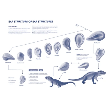 A detailed chart depicting the evolution of ear structures across different species, organized in a clear, informative layout. Each section of the chart includes labeled illustrations of ear anatomy for various species, such as mammals, birds, and reptiles. The illustrations highlight distinct features such as ear shape, size, and placement on the head. Arrows or lines connect the illustrations to show evolutionary relationships and transitions between species. An accompanying key provides definitions and explanations of the different ear structures illustrated. The chart is designed with a balanced composition, showing a progression from simple to more complex ear structures.