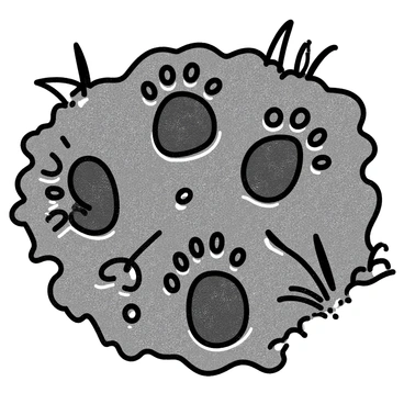 A close-up view of various animal footprints embedded in wet, muddy ground. The footprints include a large paw print from a dog, a smaller round print from a cat, and elongated tracks from a bird. The mud around the footprints is glistening with moisture, and some blades of grass and small pebbles are visible in the surrounding area. The different shapes and sizes of the footprints create a diverse pattern in the dark, wet soil.