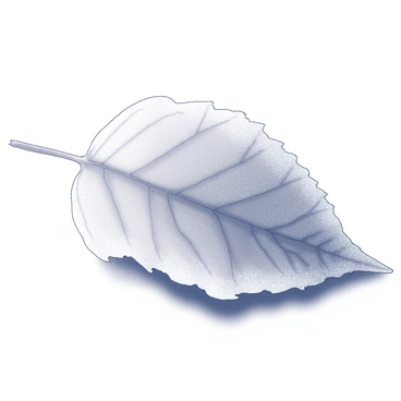 A solitary leaf delicately covered in white frost on a white background