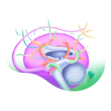 A detailed illustration of the brain stem with arteries and nerves branching out
