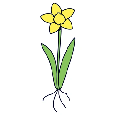 A single daffodil with a vibrant yellow flower, positioned upright. The flower has six petal-like tepals arranged in a trumpet shape. The stem is long, green, and smooth, supporting the flower above. Below the surface, the roots spread out, showing fine tendrils reaching into the soil. The illustration includes detailed textures on the petals and stem, emphasizing their natural features. The background is plain to highlight the daffodil itself.