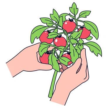 Two hands carefully picking ripe tomatoes from a thick green plant. The tomatoes are bright red and plump, contrasting with the lush green leaves surrounding them. The hands are slightly dirty, indicating recent work in the garden, and the sun casts gentle light, highlighting the freshness of the tomatoes. The plant has a sturdy stem and numerous leaves, creating a vibrant backdrop for the action.