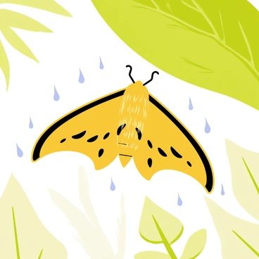 A "death's-head hawkmoth" with distinctive markings on its wings is positioned underneath a large green leaf. Raindrops are falling, creating small splashes around the moth. The surrounding environment shows blurred outlines of other leaves and plants, soaked by the rain. The moth's antennae are slightly curved, and its body is covered in fine hairs, adding texture to its appearance. Light is filtering through the rain, casting a soft glow on the scene.