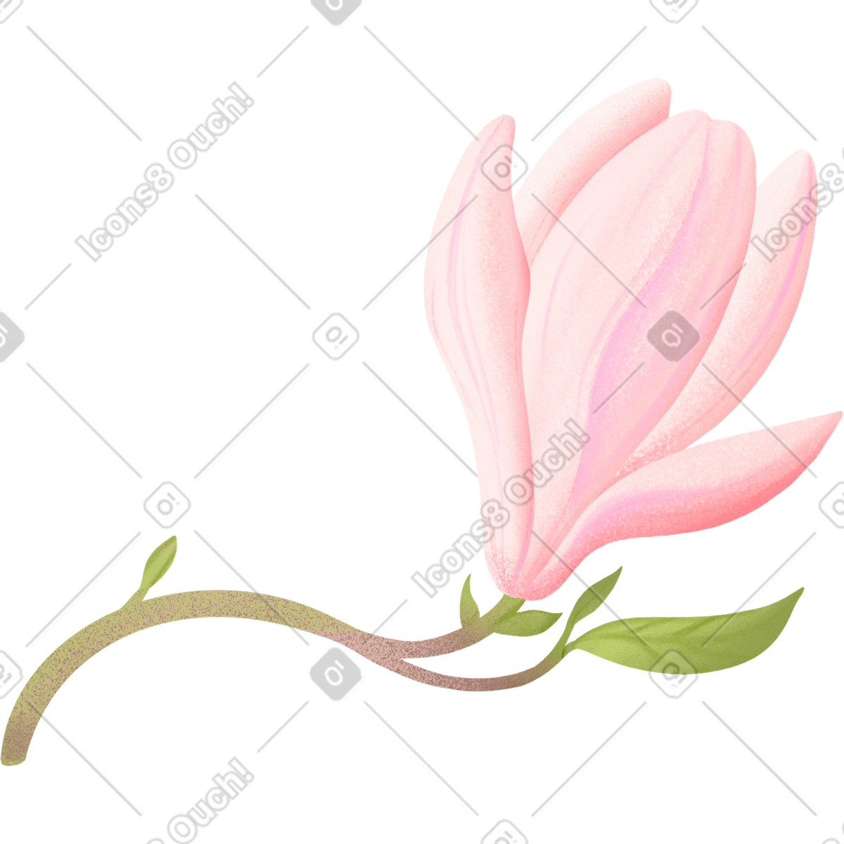 Große halbgeöffnete magnolienblüte am stiel-Illustration im Floral-Stil als Download in PNG, SVG