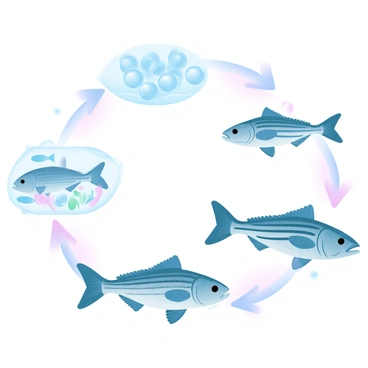 An infographic displaying the lifecycle of a striped bass. At the top, "Eggs" are shown clustered together in a transparent aquatic environment. Below, "Larvae" are depicted swimming with elongated bodies and developing features. The next stage, "Juveniles," are represented with larger, striped bodies, swimming near aquatic plants. Finally, the "Adults" section illustrates robust striped bass with prominent markings, swimming confidently through deeper waters. Each stage is connected by arrows, emphasizing the progression in size and development. The background features soft gradient pastel colors, enhancing the visual appeal of the lifecycle.