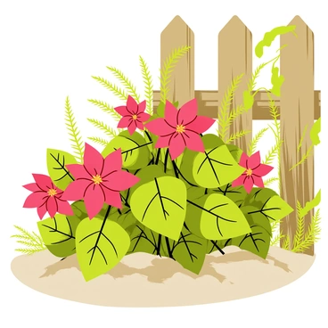 Poinsettia