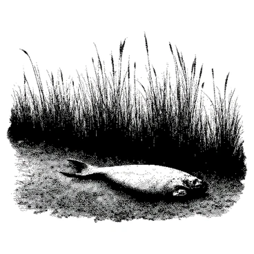 A riverbank scene depicts a stretch of grass along the water's edge. A "dead fish" lies on the grass, its scales glistening in the light. "Reeds" stand tall around the fish, their slender stalks swaying gently in the breeze. The river flows steadily beside the bank, reflecting the surrounding environment. The overall composition captures the interaction between the fish, the grass, and the reeds.