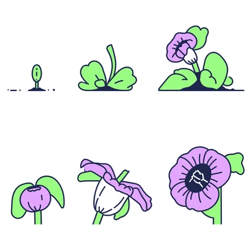 A series of frames showing the life cycle of a corpse flower. The first frame displays a small, green bud emerging from the soil, surrounded by thick green leaves. The second frame captures the bud as it begins to grow larger, with hints of purple starting to show on the edges of the petals. In the third frame, the flower is partially open, revealing deep purple and green hues, with a distinct ribbed texture on the petals. The fourth frame highlights the flower in full bloom, showcasing its wide open petals with a rich purple interior and an impressive central spadix. Each frame is set against a plain backdrop to emphasize the stages of the flower's growth.
