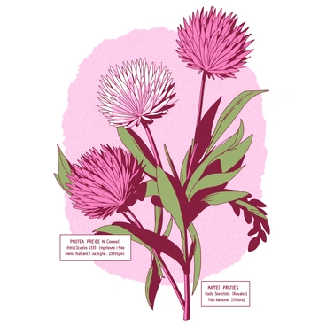 A pink vintage botanical print features an arrangement of various "protea species" on a textured background. Each "protea" is illustrated with intricate details, showcasing their unique shapes and colors. The leaves are lush and green, surrounding the bold "protea blooms". Each species is accompanied by delicate "labels" detailing their names and characteristics, elegantly placed below or beside each flower. The overall composition has an antique feel, enhancing the vintage aesthetic of the print.